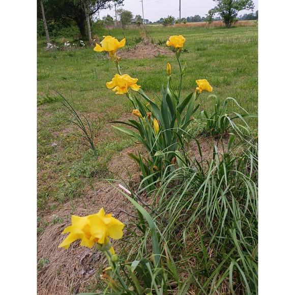 iris Other - Yellow German Bearded Iris Rhizomes Zone 3-10 Limited Quantities Available